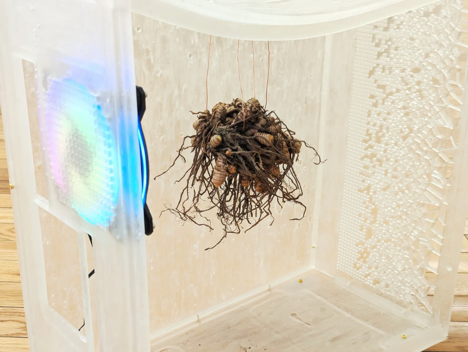 Kernel Module (Rhizome), 2026. Detail.